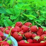 Agro Tourism